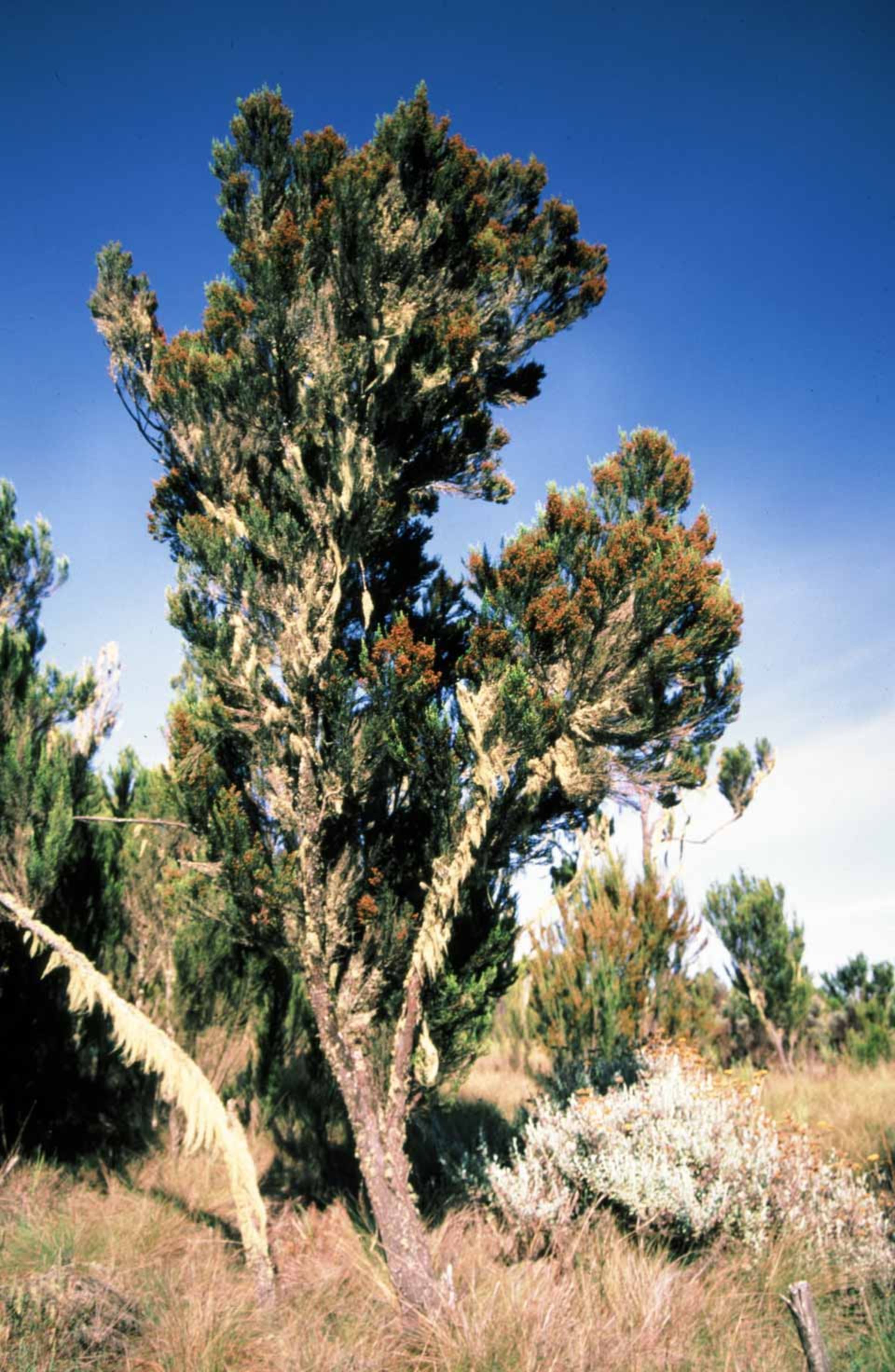 Briarové dřevo a jeho příprava